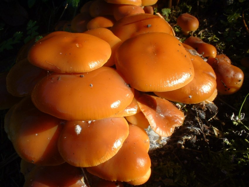 ultimi della stagione